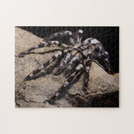 Puzzle Tarántula ornamental india