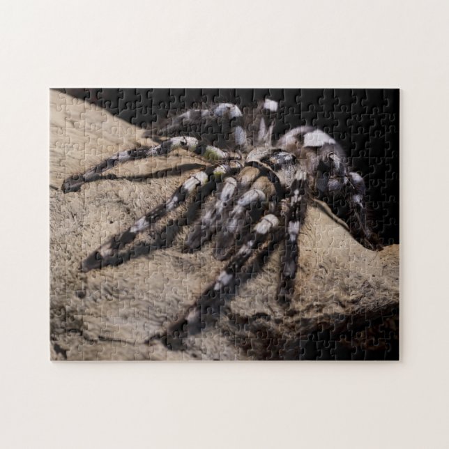 Puzzle Tarántula ornamental india (Horizontal)