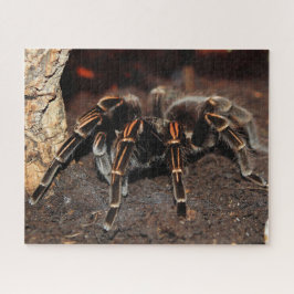Puzzle Tarantula Spider