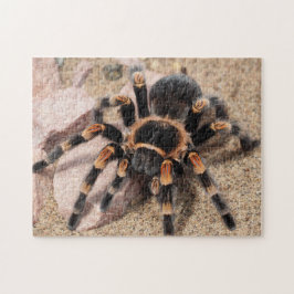 Puzzle Tarantula Spider