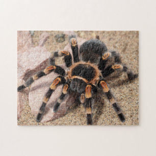 Puzzle Tarantula Spider