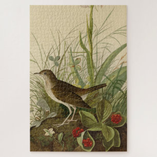 Puzzle Tawny Thrush (Veery) - Los pájaros de América de A