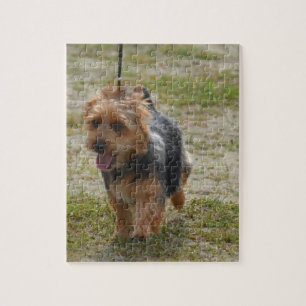 Puzzle Terrier australiano lindo