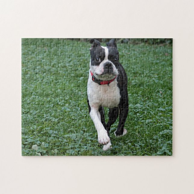 Puzzle Terrier de Boston (Horizontal)