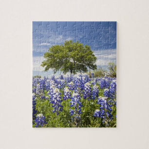 Puzzle Texas bluebonnets(lupinus texensis) y roble
