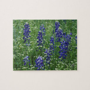 Puzzle Texas, Lago Buchanan. Texas Bluebonnet y silvestre