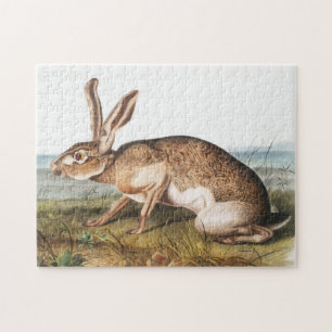 Puzzle Texian Hare (Lepus Texianus) Ilustracion de conejo