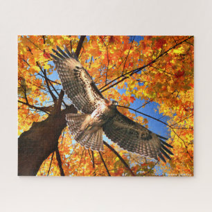 Puzzle "The Sunday Hawk"