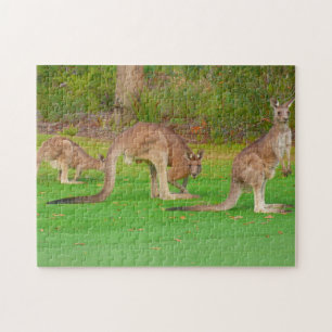Puzzle three kangaroos