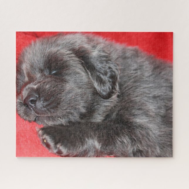 Puzzle Tibetano Mastiff Dog Jigsaws. (Horizontal)