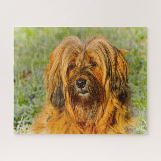 Puzzle Tibetano Terrier Dog Jigsaws. (Horizontal)