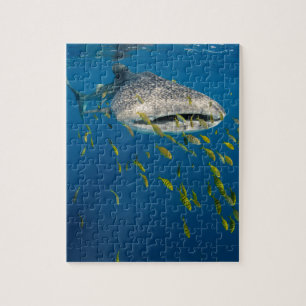 Puzzle Tiburón ballena con peces, Indonesia
