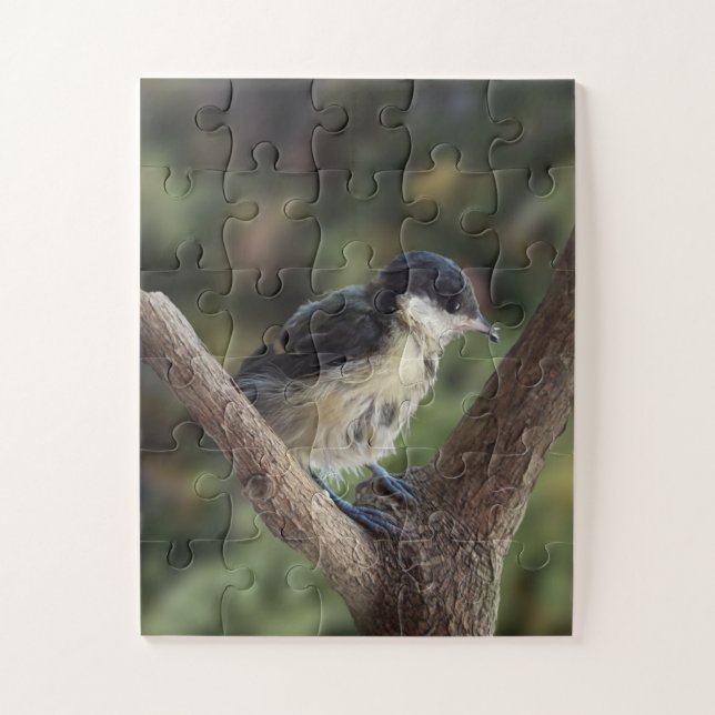 Puzzle Tidi my Bird the Parus Major (Vertical)