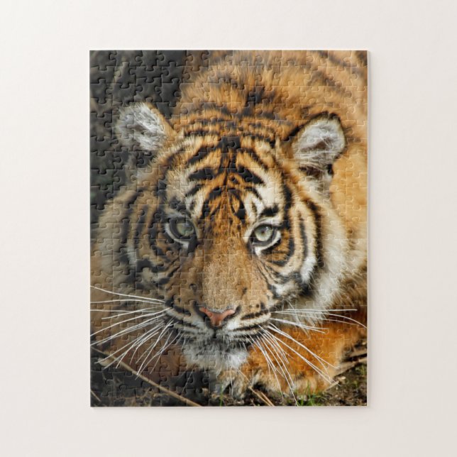 Puzzle Tiger 037 (Vertical)