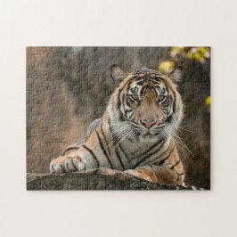 Puzzle Tigre