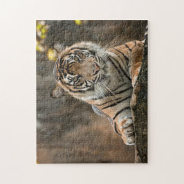 Puzzle Tigre