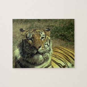 Puzzle Tigre