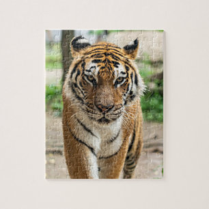 Puzzle Tigre