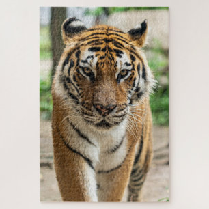 Puzzle Tigre