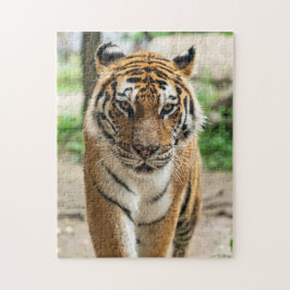 Puzzle Tigre