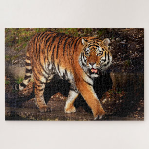 Puzzle Tigre
