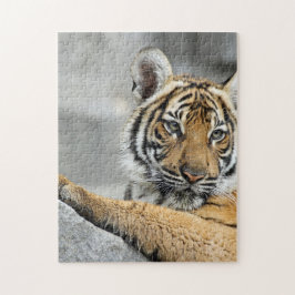 Puzzle Tigre016