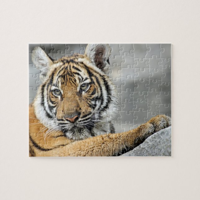 Puzzle Tigre017 (Horizontal)