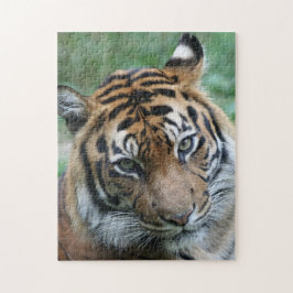 Puzzle Tigre 012