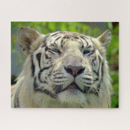 Puzzle Tigre blanco arriba cerca #2