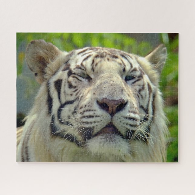 Puzzle Tigre blanco arriba cerca #2 (Horizontal)