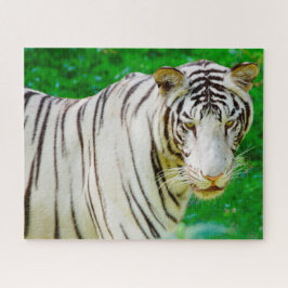 Puzzle Tigre blanco de Bengala. Grandes gatos.
