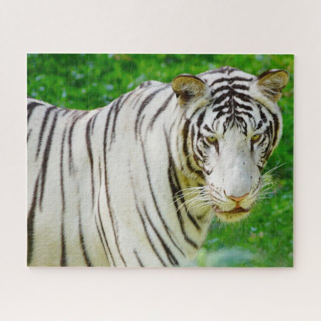 Puzzle Tigre blanco de Bengala. Grandes gatos. (Horizontal)