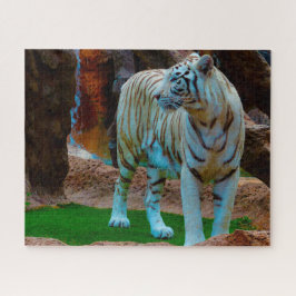 Puzzle Tigre blanco de Bengala. Grandes gatos.