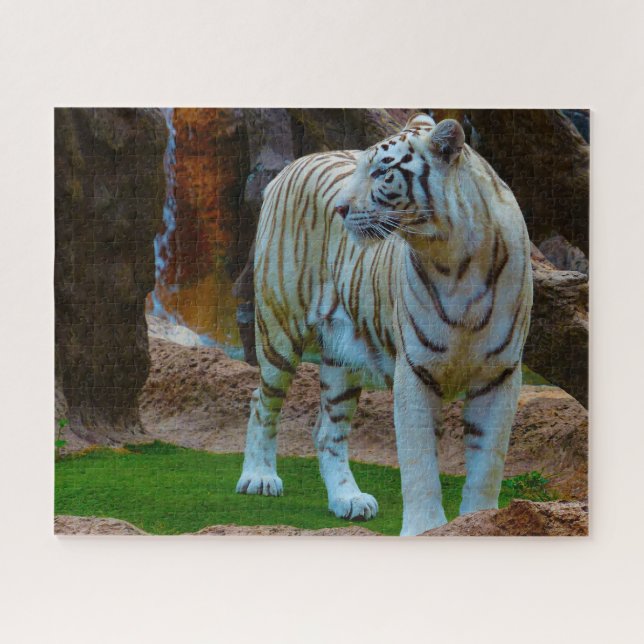 Puzzle Tigre blanco de Bengala. Grandes gatos. (Horizontal)