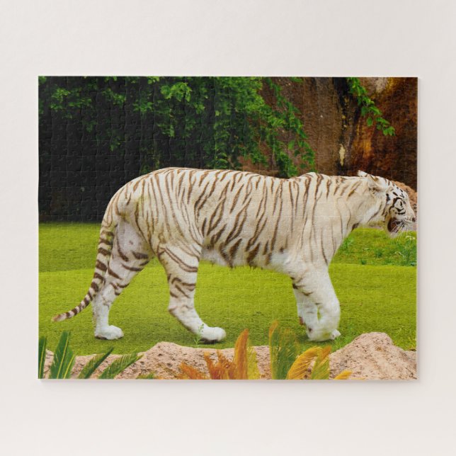 Puzzle Tigre blanco de Bengala. Grandes gatos. (Horizontal)