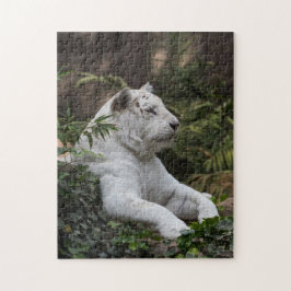 Puzzle Tigre blanco siberiano