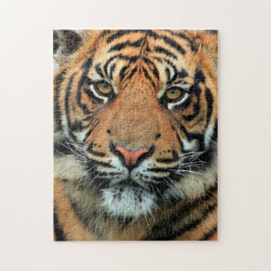 Puzzle Tigre - Cara