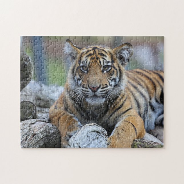 Puzzle Tigre Cub (Horizontal)