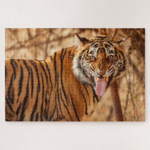 Puzzle Tigre de Bengala
