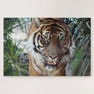 Puzzle Tigre de Bengala observándote