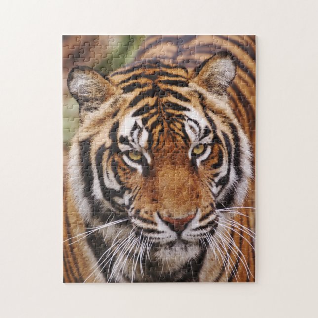 Puzzle Tigre de Bengala, Panthera tigris (Vertical)