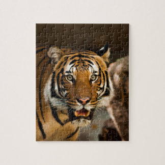Puzzle Tigre de Siberia