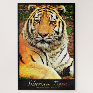 Puzzle Tigre de Siberia