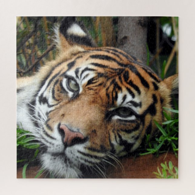 Puzzle Tigre de Sumatra (Vertical)