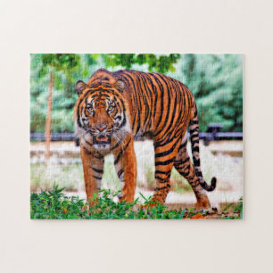 Puzzle Tigre de Sumatra. Grandes Felinos.