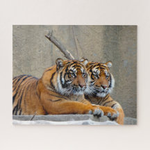 Tigre de Sumatra. Grandes gatos.