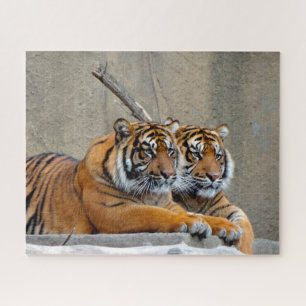 Puzzle Tigre de Sumatra. Grandes gatos.