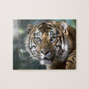 Puzzle Tigre de Sumatra macho (Panthera tigris sumatrae)