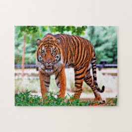 Puzzle Tigre de Sumatran. Gatos grandes