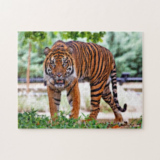 Puzzle Tigre de Sumatran. Gatos grandes (Horizontal)